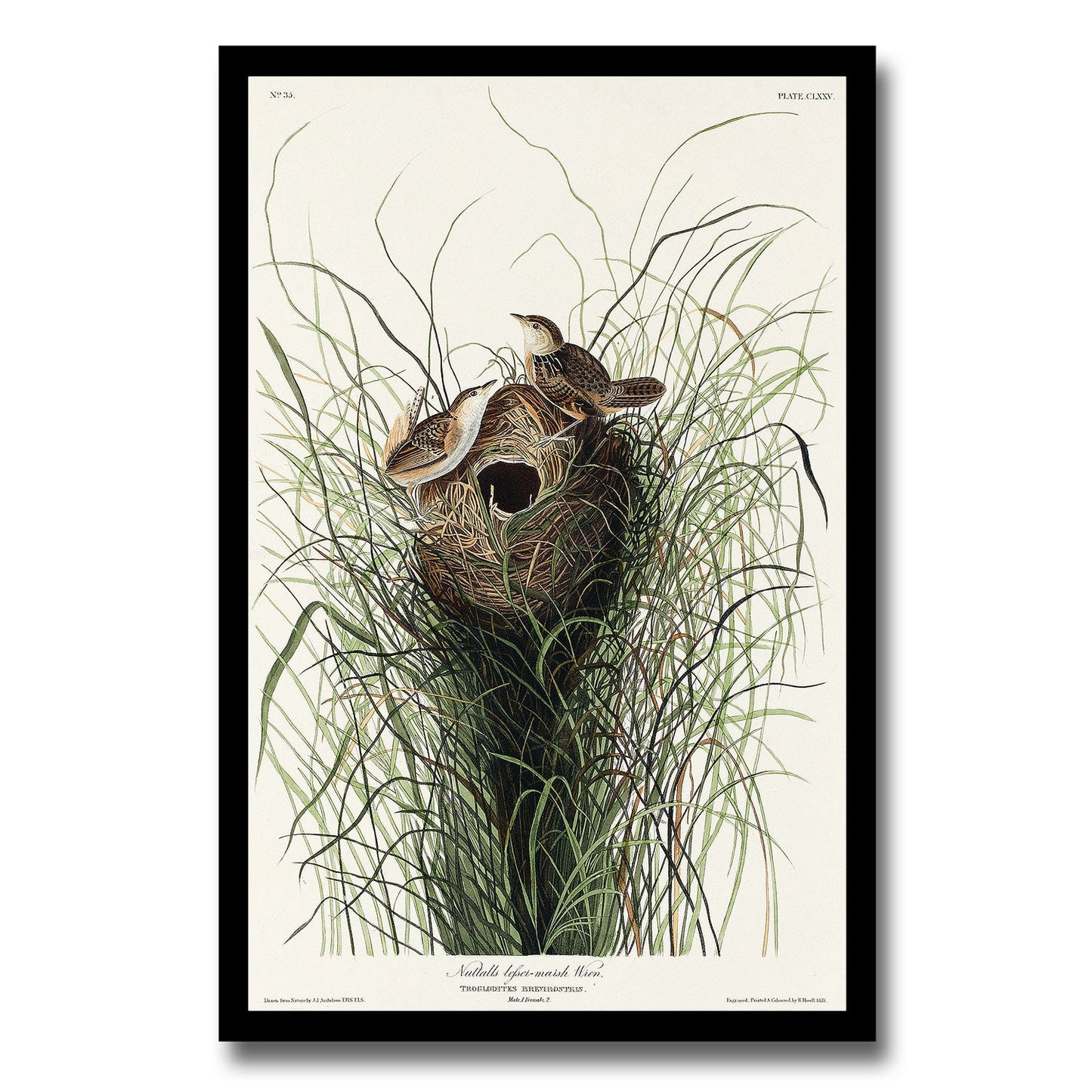 Marsh-Wren by John J. Audubon