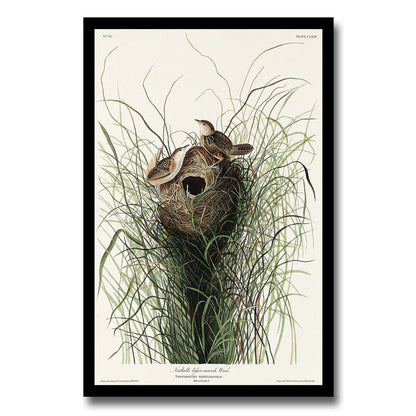 Marsh-Wren by John J. Audubon
