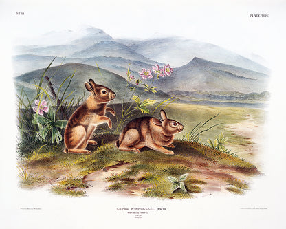 A framed print depicting two rabbits in a natural landscape setting with mountains in the background.