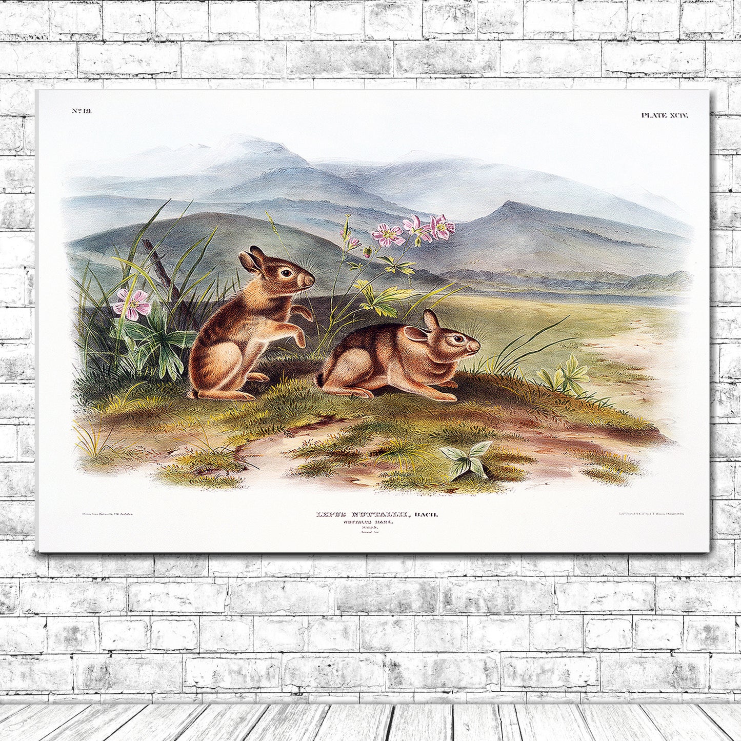 Nuttall's Hare by John J. Audubon