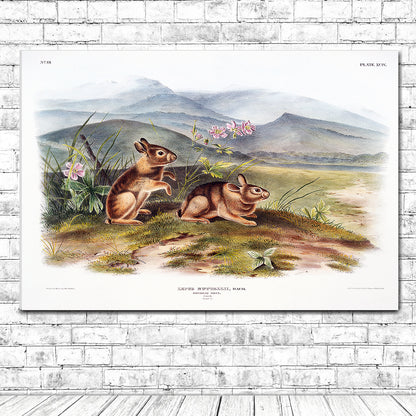 Nuttall's Hare by John J. Audubon