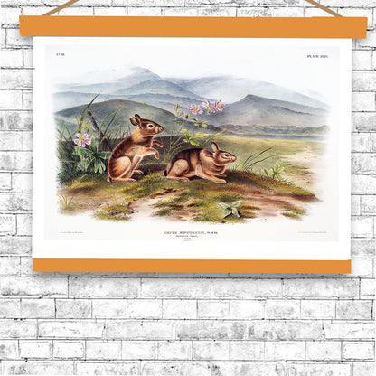 Nuttall's Hare by John J. Audubon