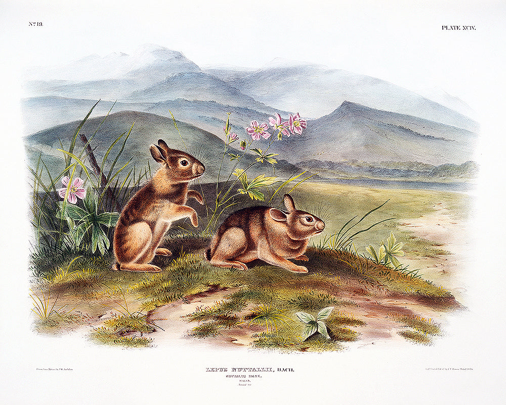 A framed print depicting two rabbits in a natural landscape setting with mountains in the background.