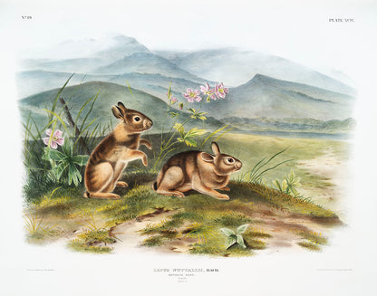 A color illustration of two rabbits in a natural landscape with mountains and flowers in the background.