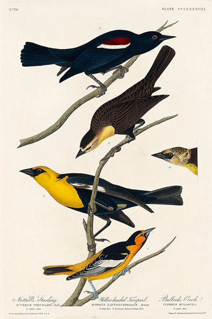 A framed print featuring illustrations of various birds perched on branches, with a black border and wooden frame.