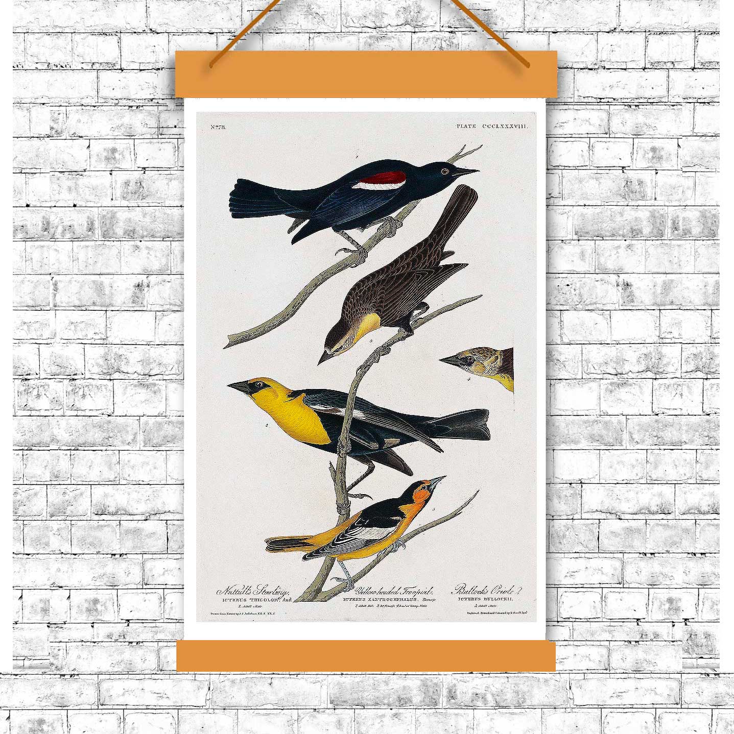 A framed print featuring illustrations of various birds perched on branches, with a black border and wooden frame.