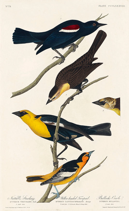 Nuttall's Starling, Yellow-headed Troopial and Bullock's Oriole from Birds of America (1827)by John James Audubon