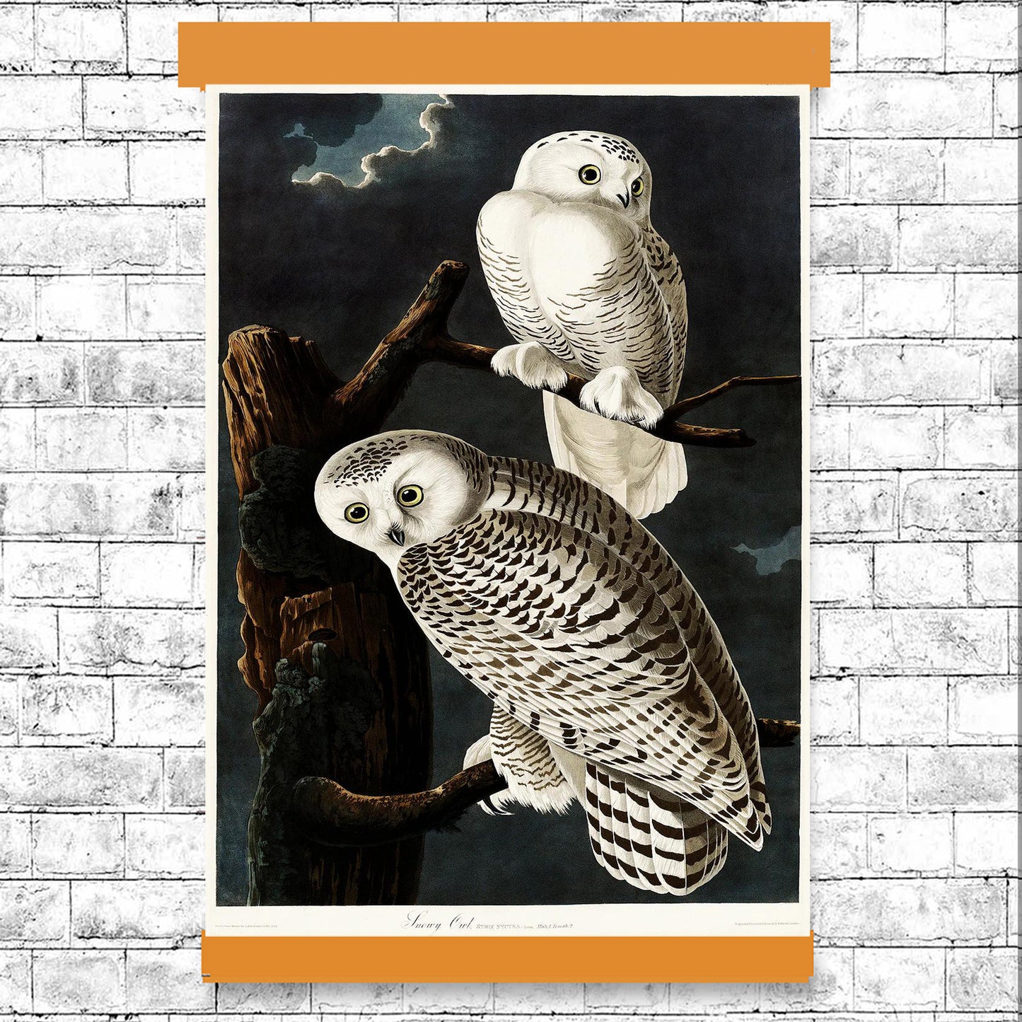 Snowy Owl by John J. Audubon