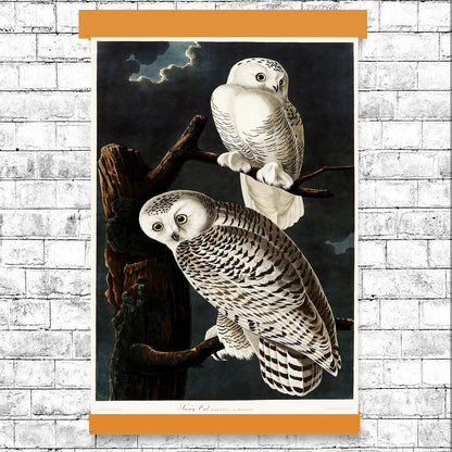 Snowy Owl by John J. Audubon