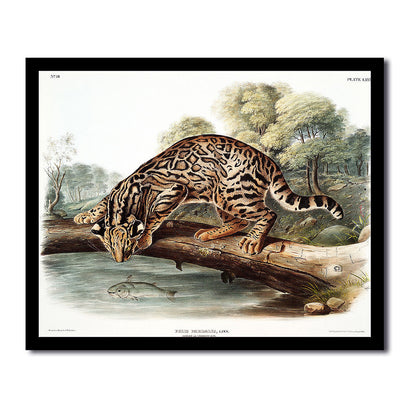 Ocelot or Leopard-Cat by John J. Audubon
