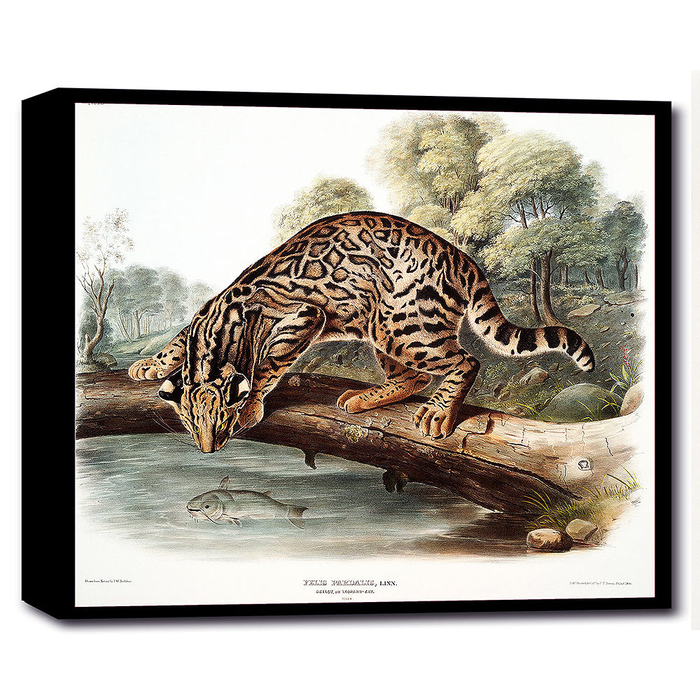 A framed print depicting an ocelot or leopard-cat, with options for mounting in different colors or as a tapestry hung piece.