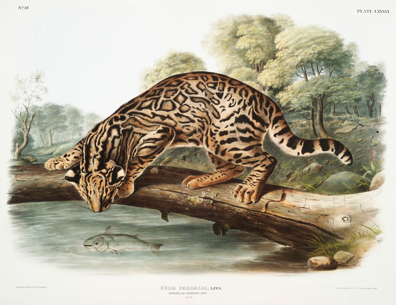 Ocelot or Leopard-Cat (Felis pardalis) by John James Audubon