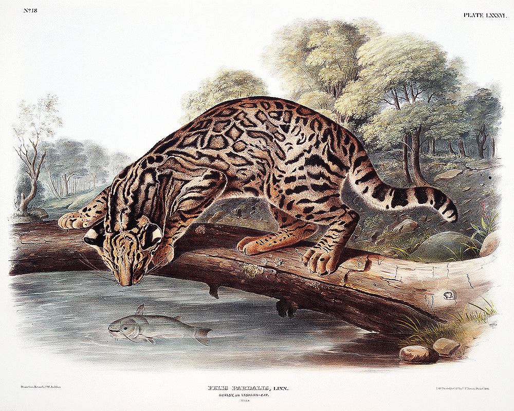 A framed print depicting an ocelot or leopard-cat, with options for mounting in different colors or as a tapestry hung piece.
