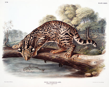 A framed print depicting an ocelot or leopard-cat, with options for mounting in different colors or as a tapestry hung piece.
