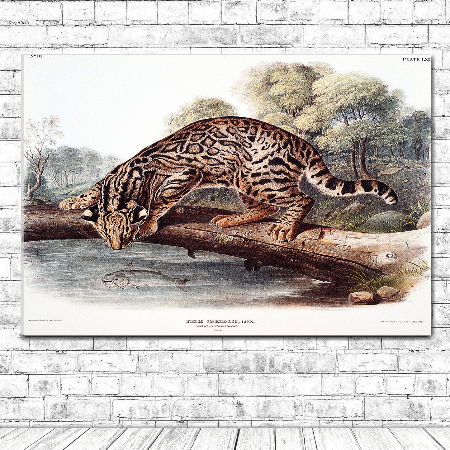 Ocelot or Leopard-Cat by John J. Audubon