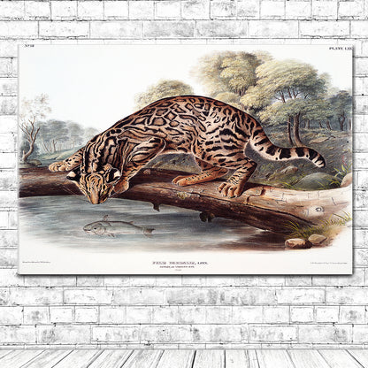Ocelot or Leopard-Cat by John J. Audubon