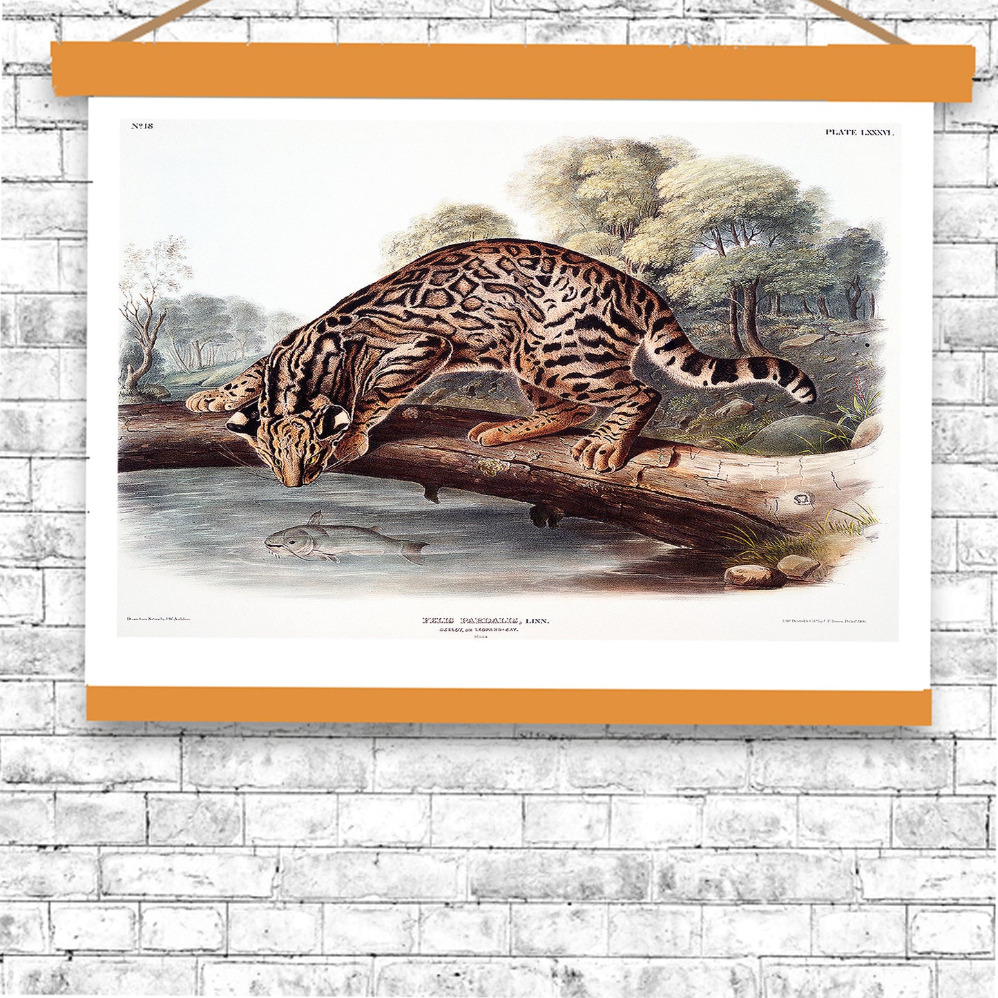 Ocelot or Leopard-Cat by John J. Audubon