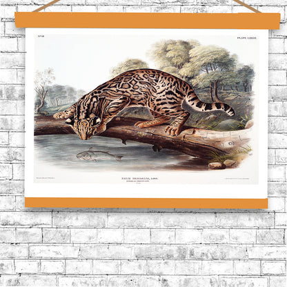 Ocelot or Leopard-Cat by John J. Audubon