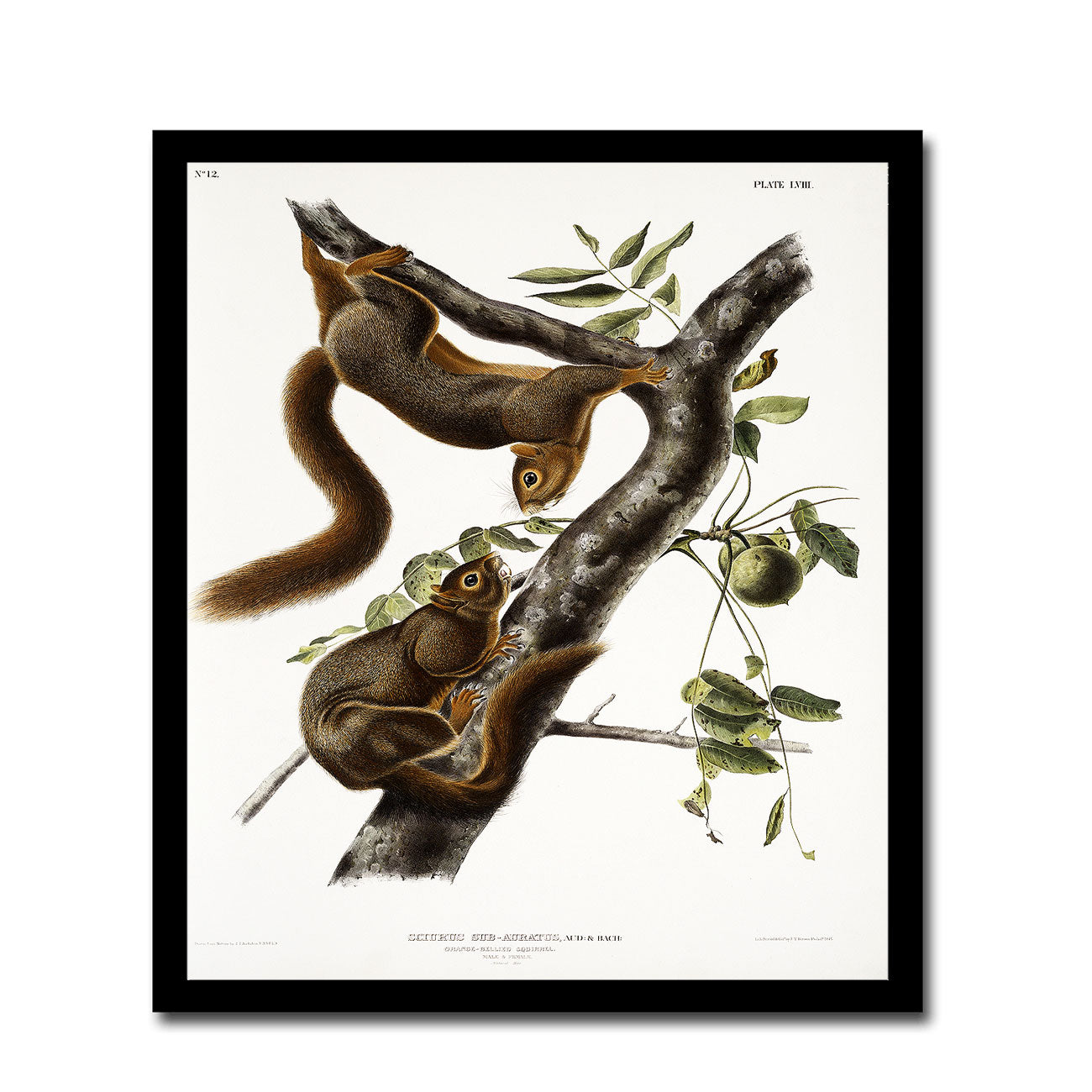 Orange-bellied Squirrel by John J. Audubon