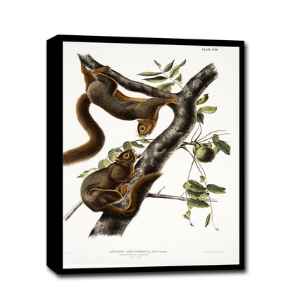 A framed print of two squirrels on a branch, with a white background and a black frame.