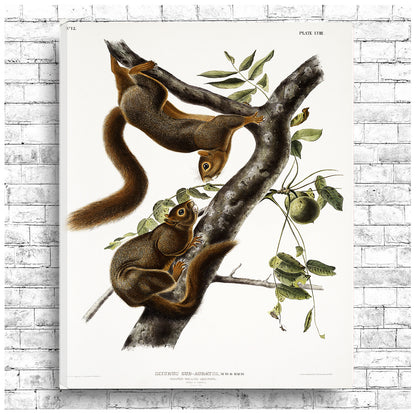 Orange-bellied Squirrel by John J. Audubon