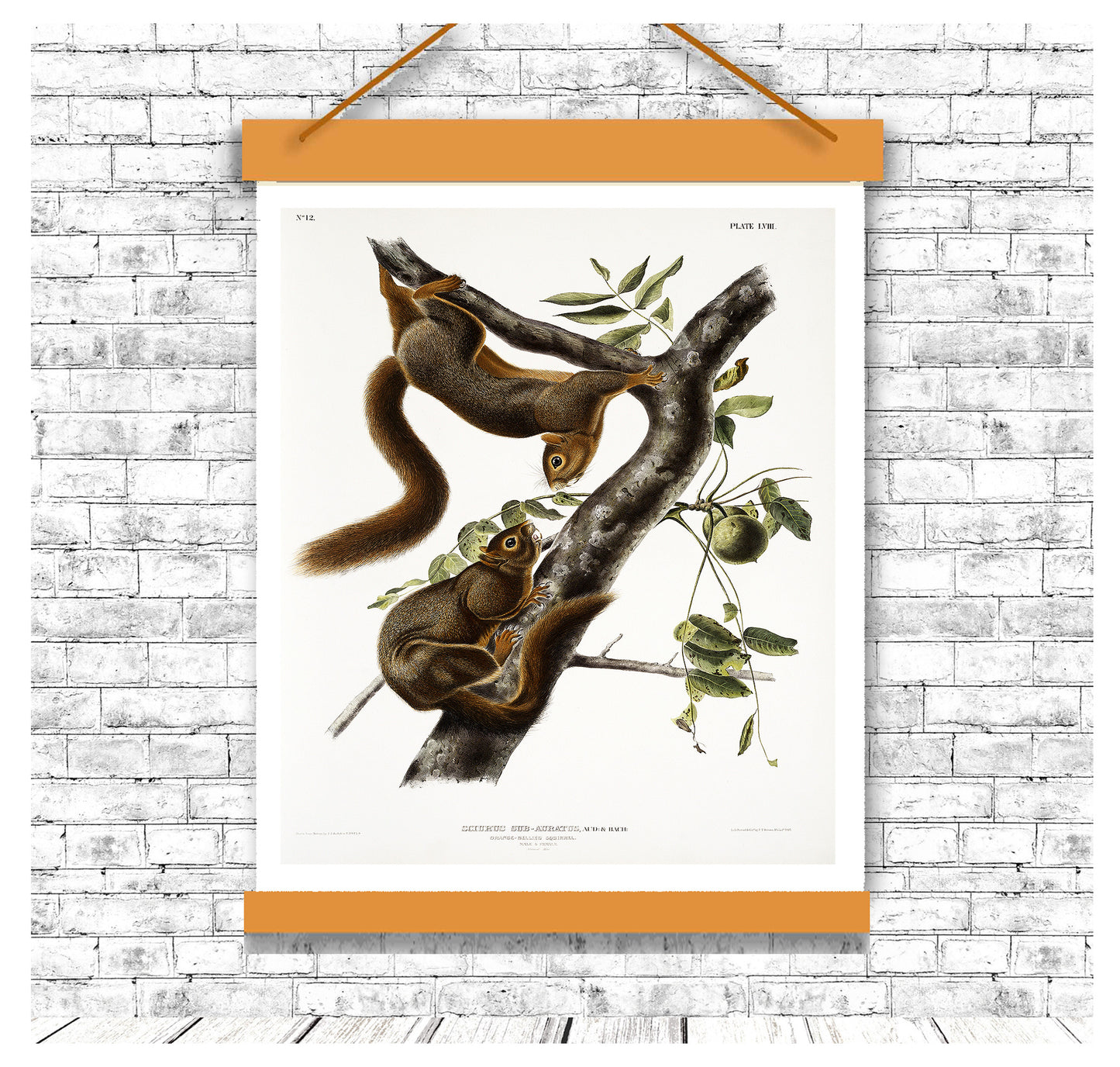 Orange-bellied Squirrel by John J. Audubon