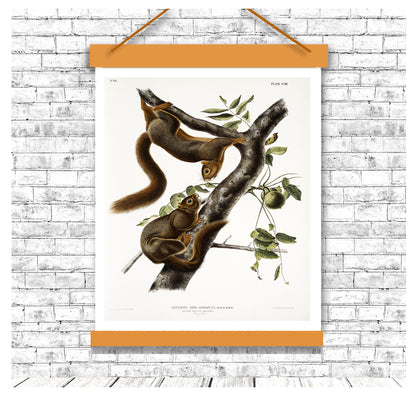 Orange-bellied Squirrel by John J. Audubon