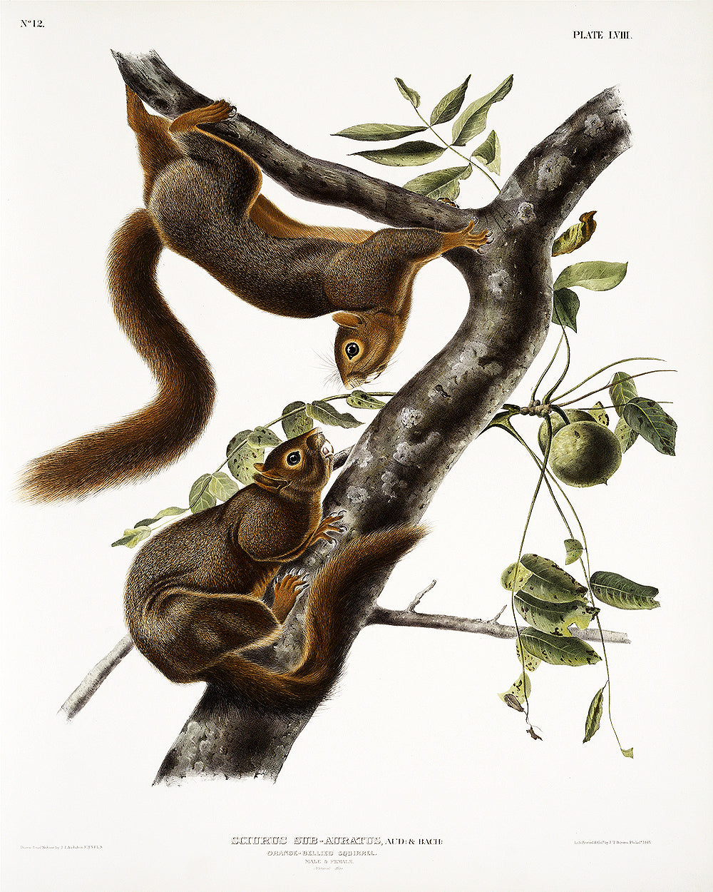 A framed print of two squirrels on a branch, with a white background and a black frame.