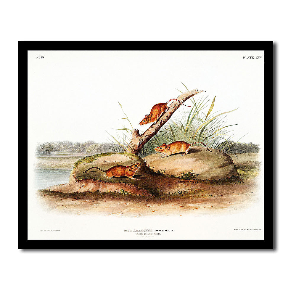 Parry's Marmot Squirrel by John J. Audubon