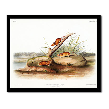 Parry's Marmot Squirrel by John J. Audubon