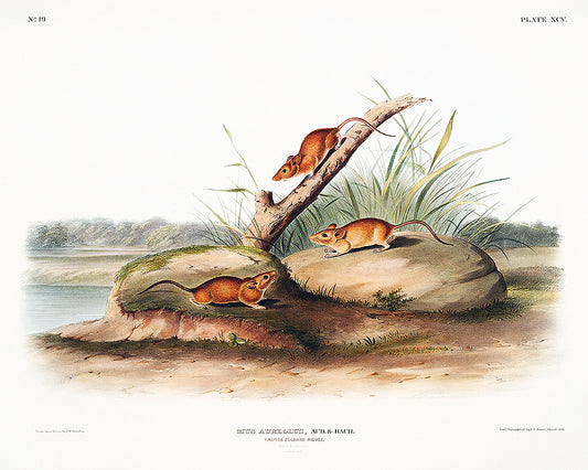 A framed print featuring orange colored mice, with a decorative black border and a white mount. The image depicts the mice in a natural setting with grass and a tree.