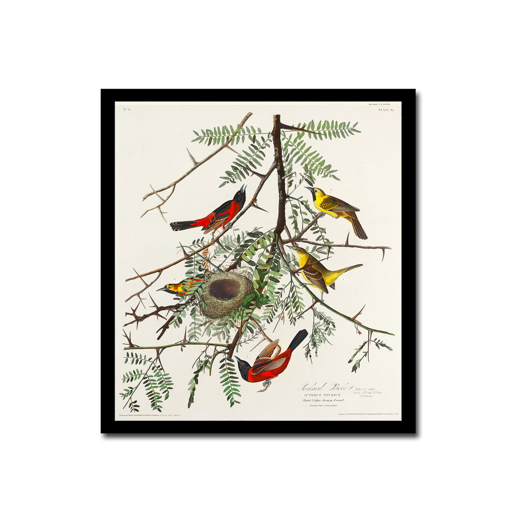 Purple Finch by John J. Audubon