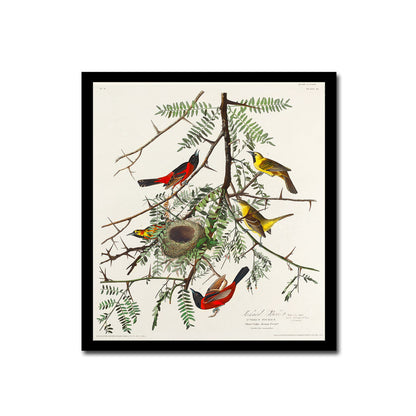 Purple Finch by John J. Audubon