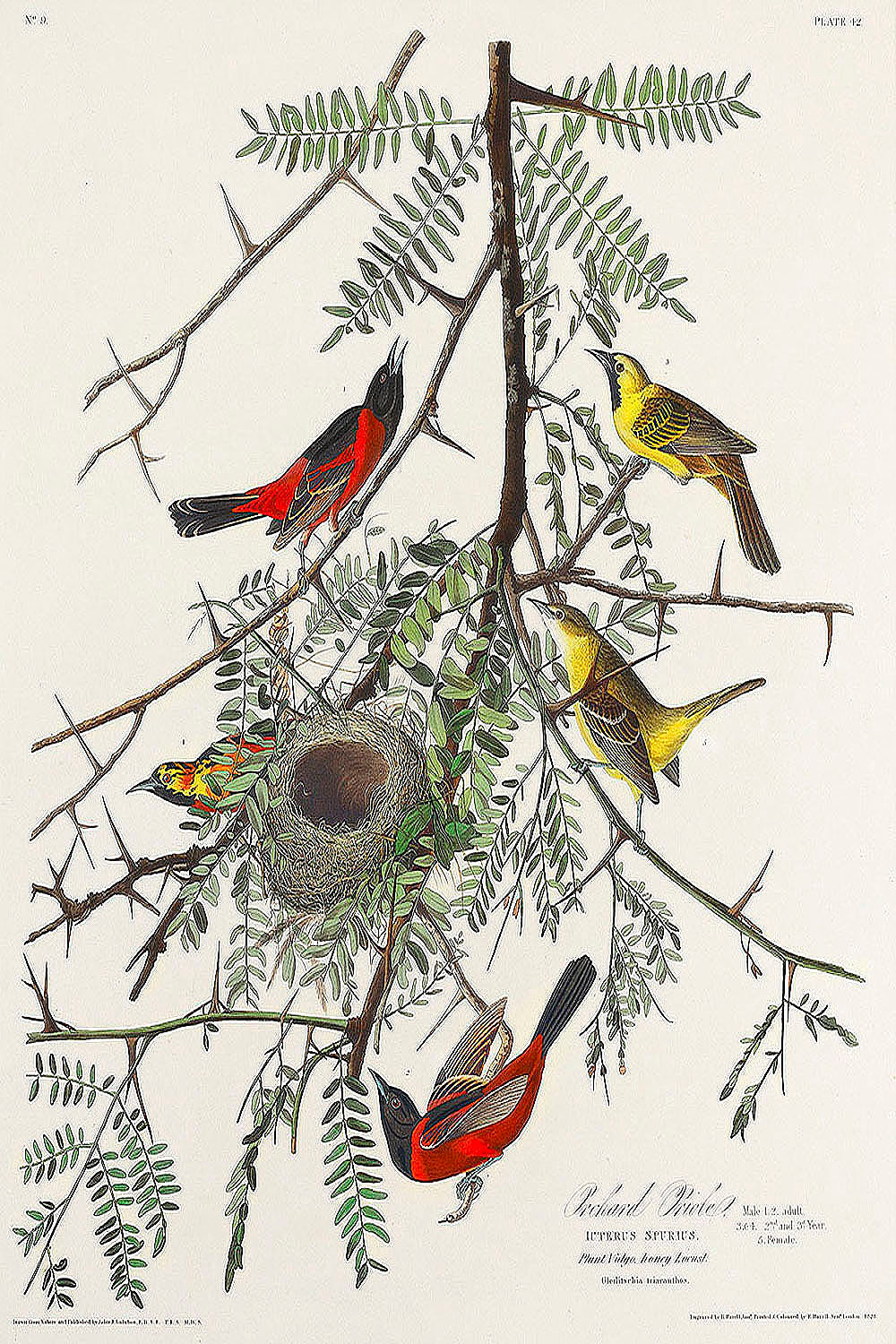 Orchard Oriole from Birds of America (1827) by John James Audubon