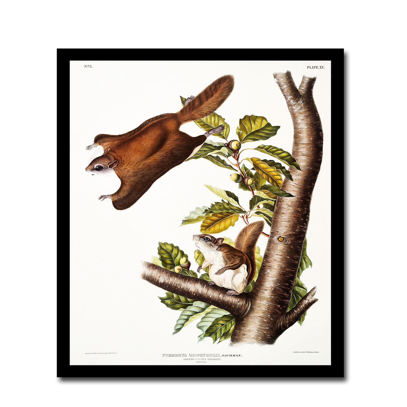 Pennant's Marten by John J. Audubon