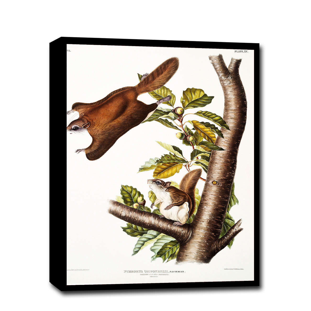 Oregon Flying Squirrel by John J. Audubon