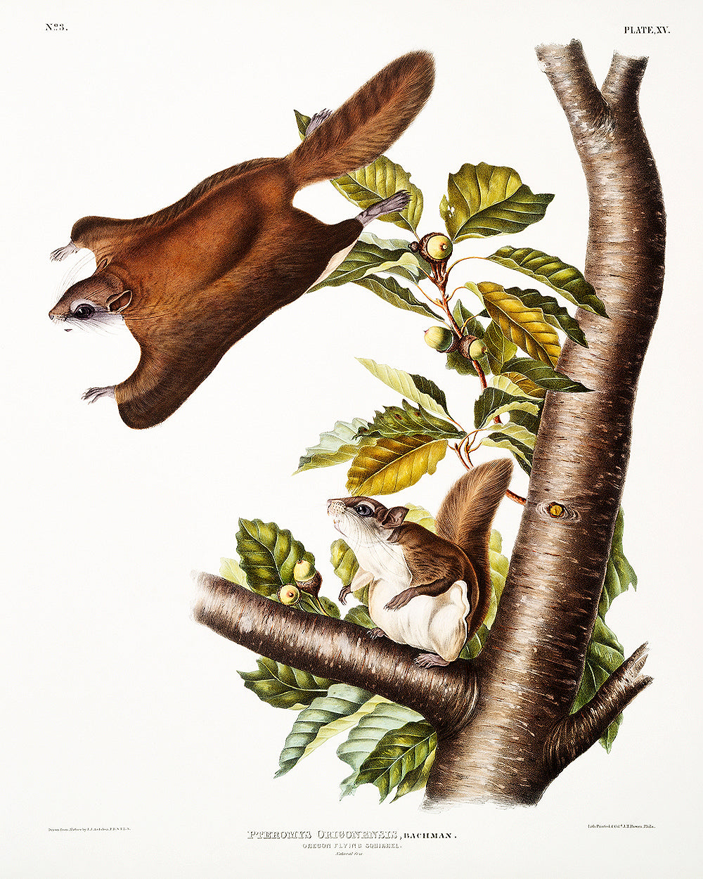 A framed print depicting a flying squirrel perched on a branch with detailed background foliage.