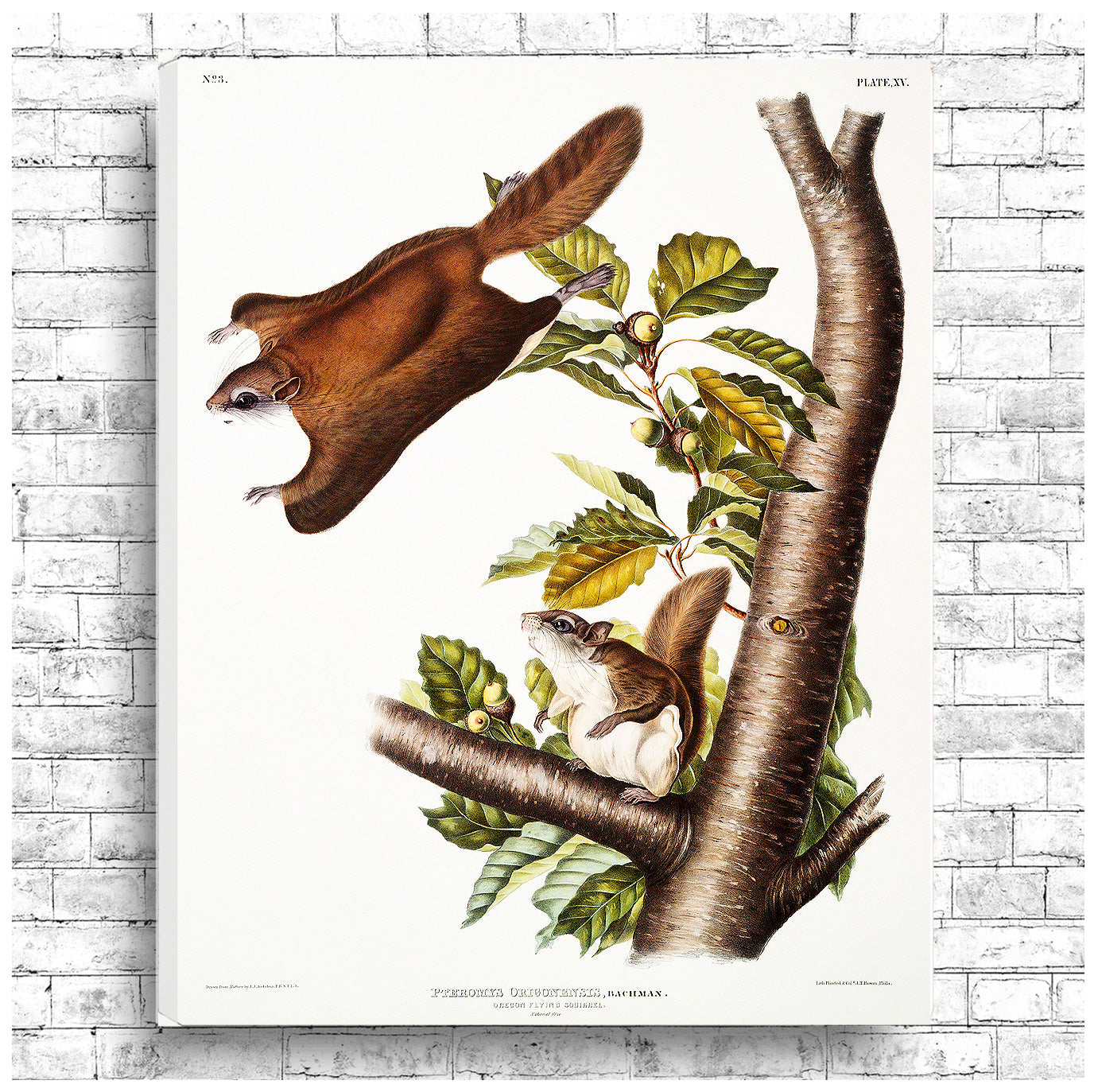 A framed print depicting a flying squirrel perched on a branch with detailed background foliage.