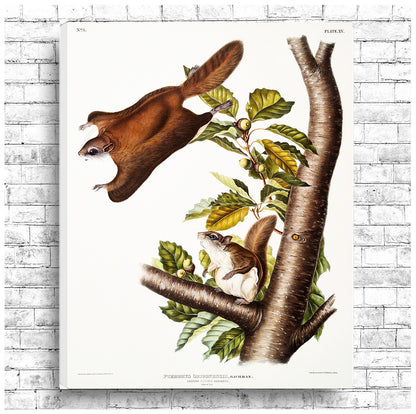 A framed print depicting a flying squirrel perched on a branch with detailed background foliage.