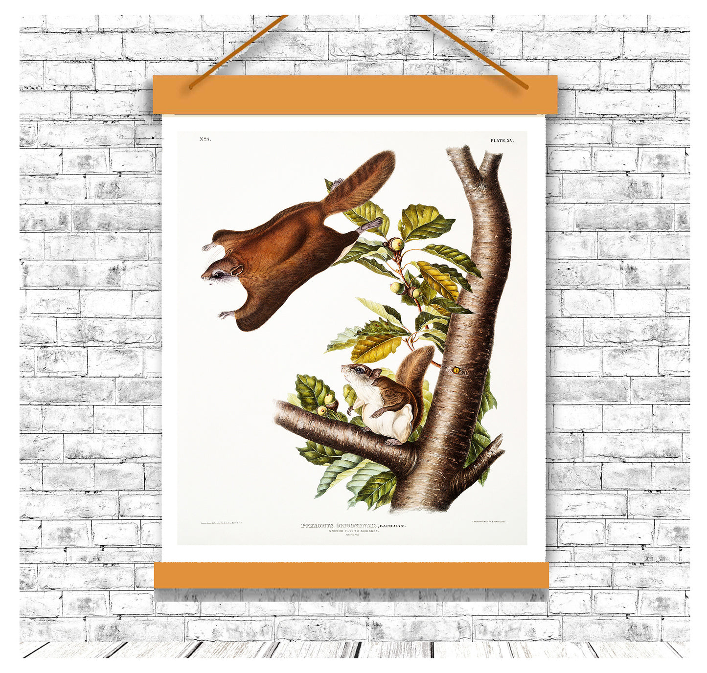 Oregon Flying Squirrel by John J. Audubon