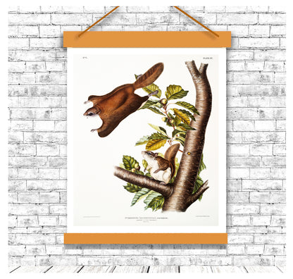 Oregon Flying Squirrel by John J. Audubon