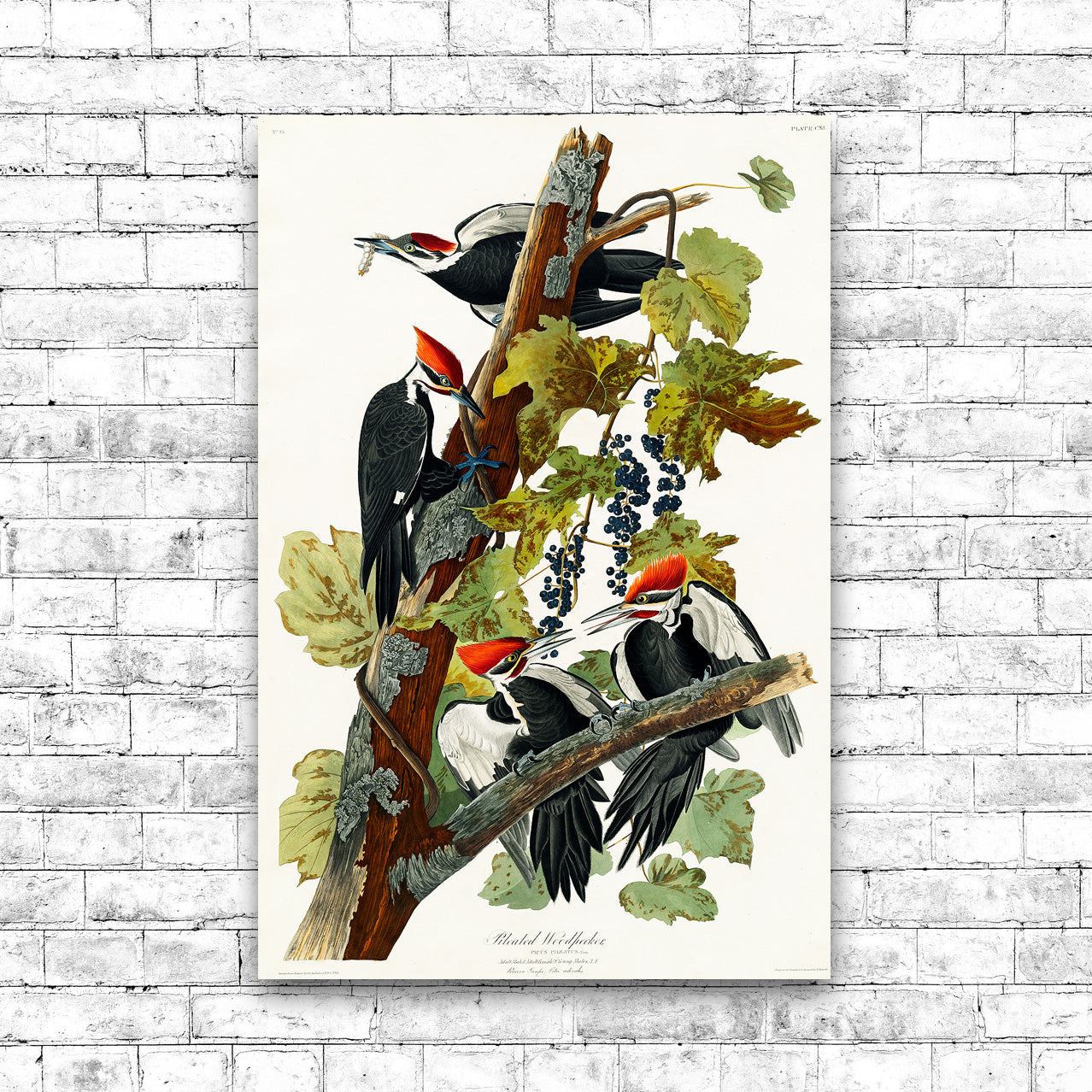 Pileated Woodpecker by John J. Audubon