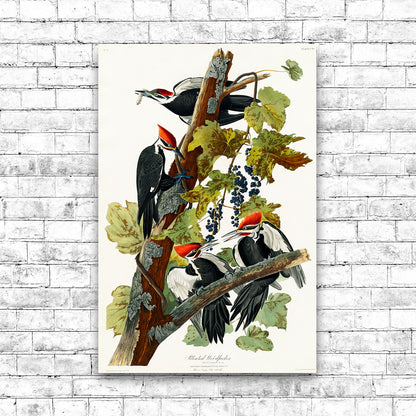 Pileated Woodpecker by John J. Audubon