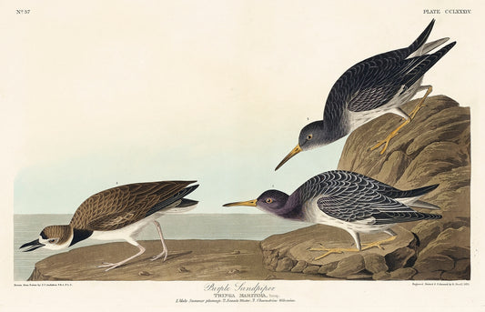 Purple Sandpiper from Birds of America (1827) by John James Audubon