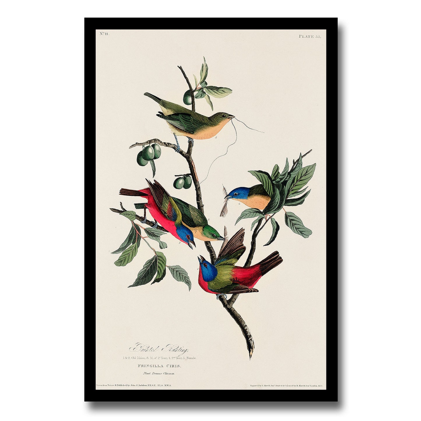 Painted Finch by John J. Audubon