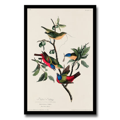 Painted Finch by John J. Audubon
