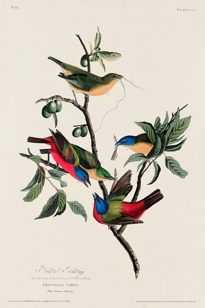 Painted Finch by John J. Audubon