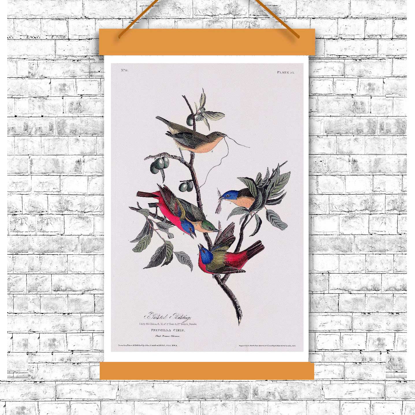 Painted Finch by John J. Audubon