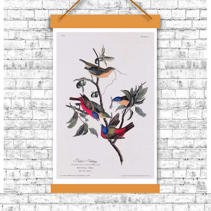 Painted Finch by John J. Audubon