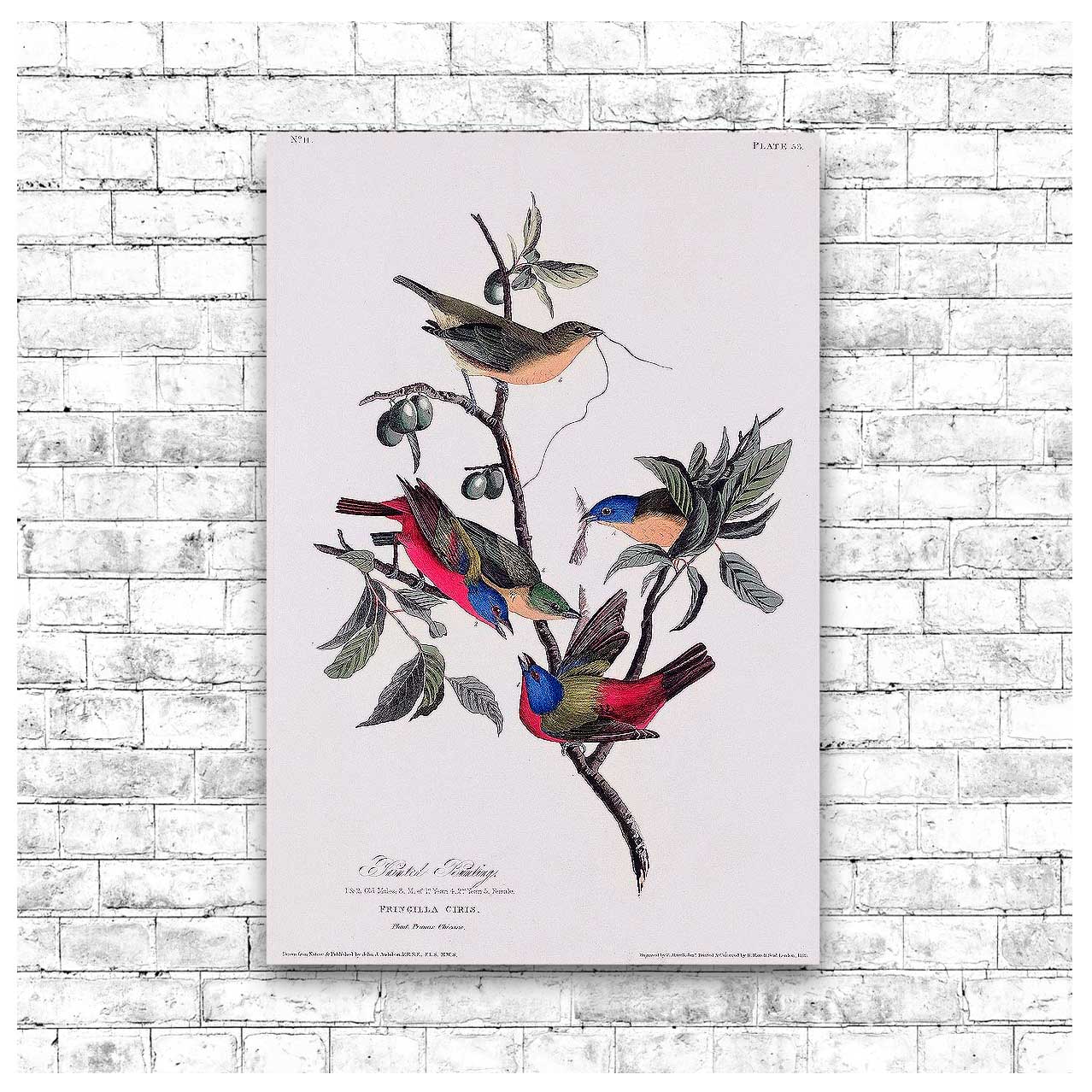 Painted Finch by John J. Audubon